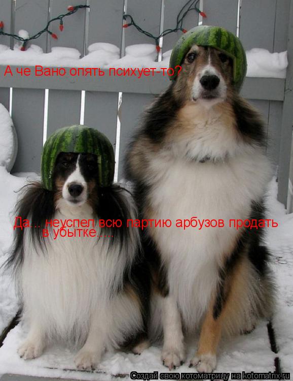 Котоматрица: А че Вано опять психует-то? Да... неуспел всю партию арбузов продать в убытке.....