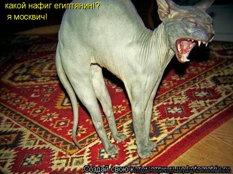 Котоматрица: какой нафиг египтянин!? я москвич!