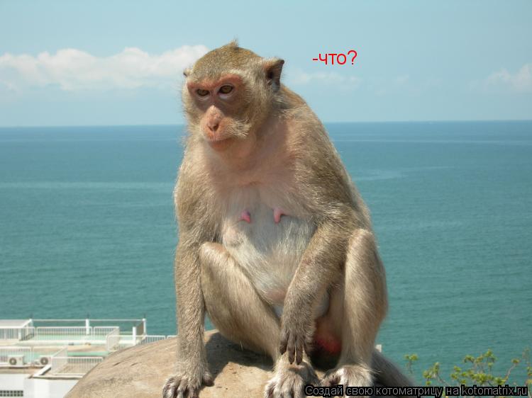 -что?... Котоматрица: -что?