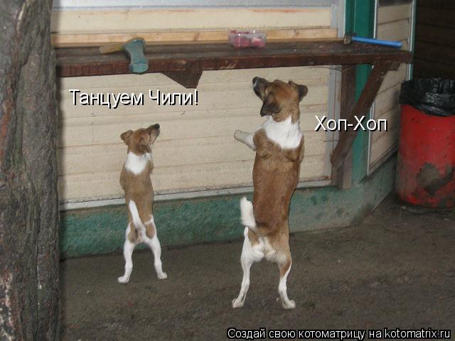 Котоматрица: Танцуем Чили! Хоп-Хоп