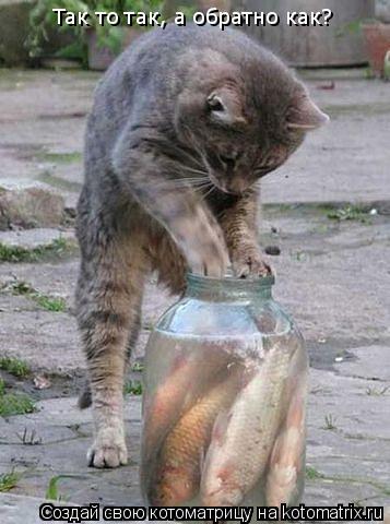 Котоматрица: Так то так, а обратно как?