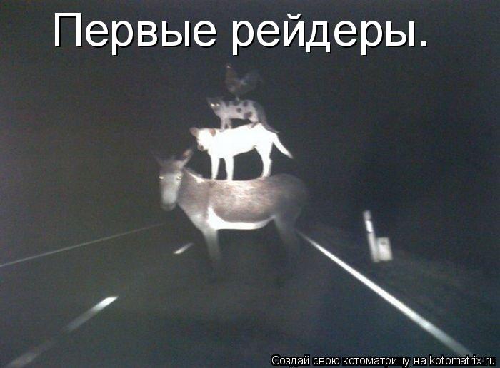 Котоматрица: Первые рейдеры.