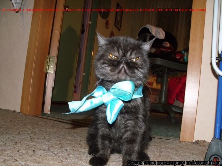 Котоматрица: не хозяйка,а наказание какоето,сначало по носу сковородкой долбанула,а потом и бант этот на шею нацепила..