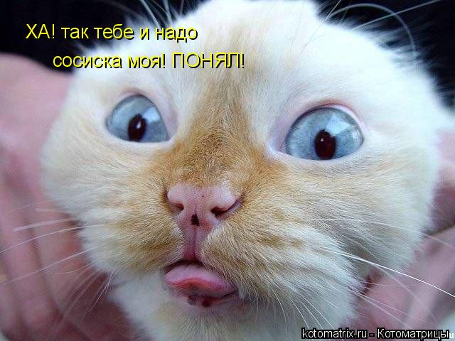 Котоматрица: ХА! так тебе и надо  сосиска моя! ПОНЯЛ!