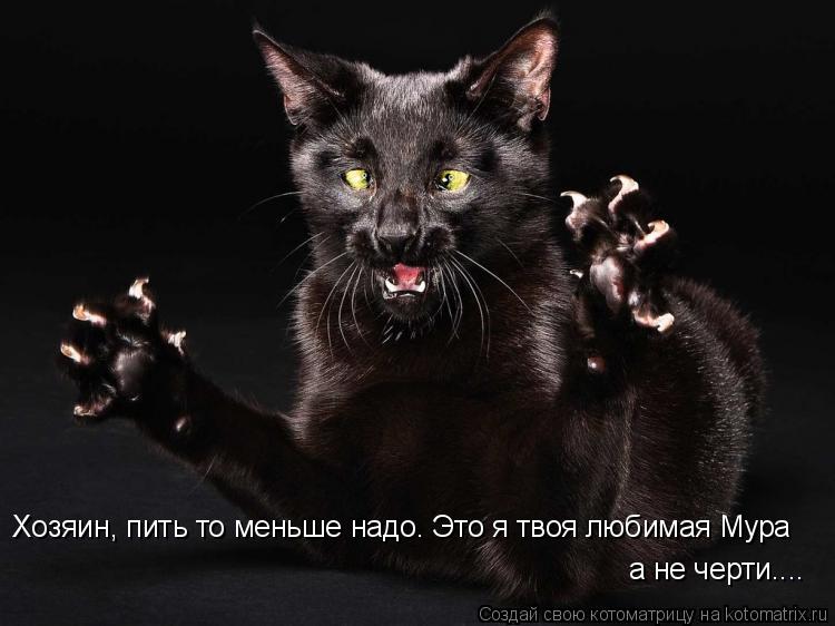 Котоматрица: Хозяин, пить то меньше надо. Это я твоя любимая Мура а не черти....