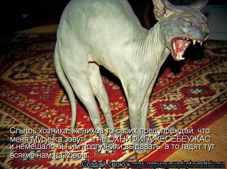 Котоматрица: Слышь хозяйка, женихов то своих предупреждай, что  меня Мусичка зовут , а не ОХНИФИГАЖЕСЕБЕУЖАС  и немешало бы им подгузники выдавать, а то г