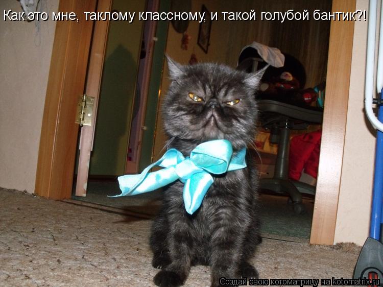 Котоматрица: Как это мне, таклому классному, и такой голубой бантик?!