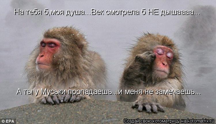 Котоматрица: На тебя б,моя душа...Век смотрела б НЕ дышаааа... А ты у Муськи пропадаешь...и меня не замечаешь...