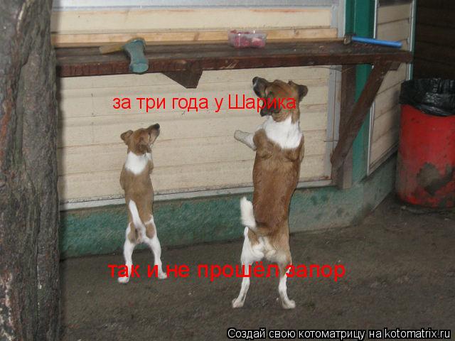 Котоматрица: за три года у Шарика  так и не прошёл запор