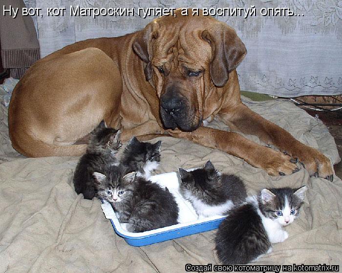Котоматрица: Ну вот, кот Матроскин гуляет, а я воспитуй опять...