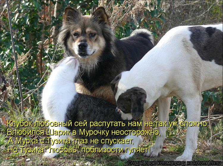 Котоматрица: Клубок любовный сей распутать нам не так уж сложно: Влюбился Шарик в Мурочку неосторожно, А Мурка с Тузика глаз не спускает, Но Тузика "любов