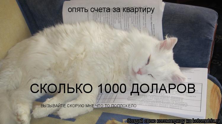 опять счета за квартиру СКОЛЬКО 1000 ДОЛАРОВ ВЫЗЫВАЙТЕ СКОРУЮ МНЕ ЧТО ТО ПОПЛОХЕЛО... Котоматрица: опять счета за квартиру СКОЛЬКО 1000 ДОЛАРОВ ВЫЗЫВАЙТЕ СКОРУЮ МНЕ ЧТО ТО ПОПЛОХЕЛО