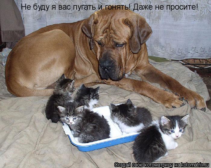 Не буду я вас пугать и гонять! Даже не просите!... Котоматрица: Не буду я вас пугать и гонять! Даже не просите!