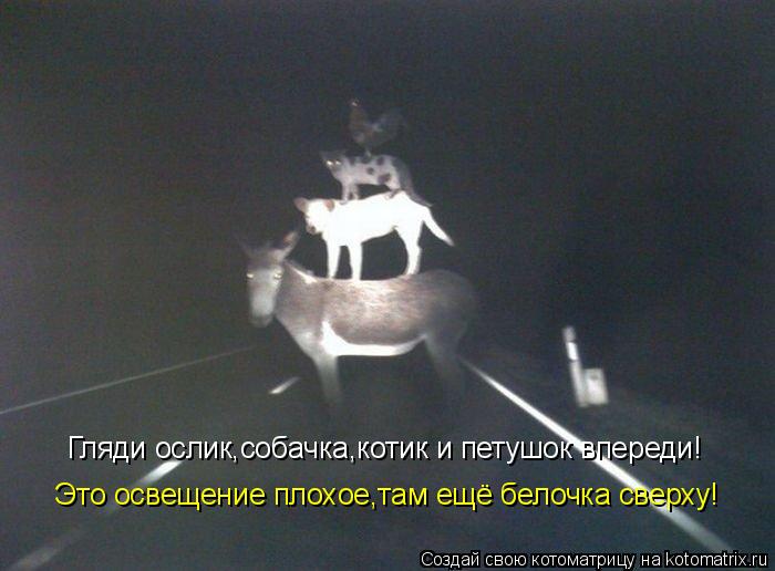 Котоматрица: Гляди ослик,собачка,котик и петушок впереди! Это освещение плохое,там ещё белочка сверху!