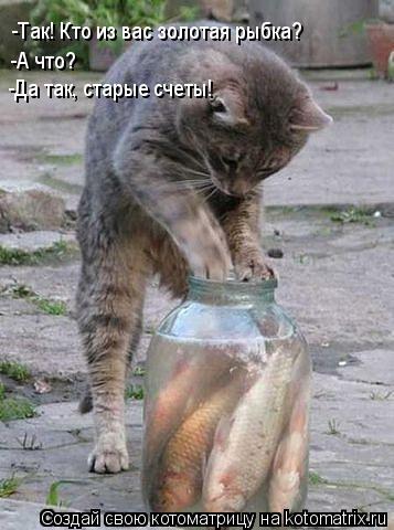 Котоматрица: -Так! Кто из вас золотая рыбка? -А что? -Да так, старые счеты!
