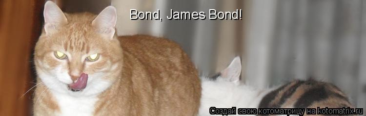 Котоматрица: Bond, James Bond!