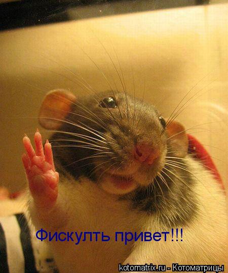 Котоматрица: Фискулть привет!!!