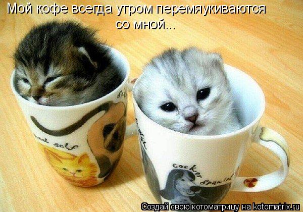 Мой кофе всегда утром перемяукиваются со мной...... Котоматрица: Мой кофе всегда утром перемяукиваются со мной...