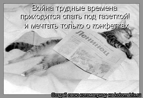 Котоматрица: Война трудные времена приходится спать под газеткой! и мечтать только о конфетках