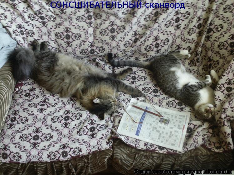 Котоматрица: СОНСШИБАТЕЛЬНЫЙ сканворд