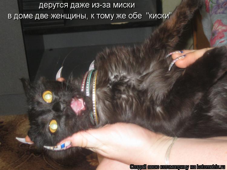 Котоматрица: дерутся даже из-за миски в доме две женщины, к тому же обе  "киски"