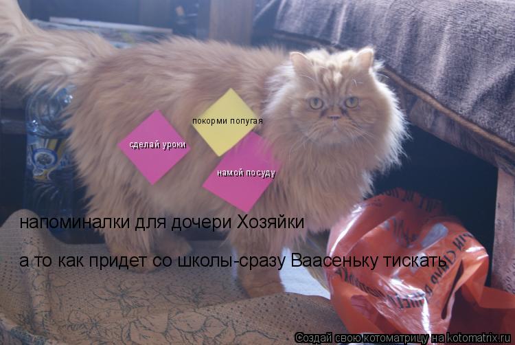Котоматрица: сделай уроки намой посуду покорми попугая напоминалки для дочери Хозяйки а то как придет со школы-сразу Ваасеньку тискать