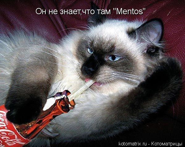 Котоматрица: Он не знает,что там "Mentos"