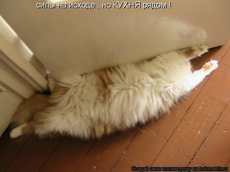Котоматрица: силы на исходе , но КУХНЯ рядом !