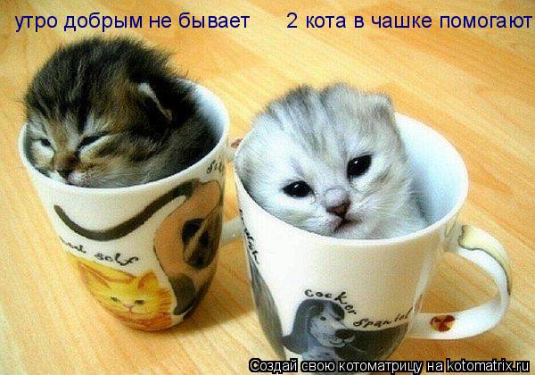 Котоматрица: утро добрым не бывает      2 кота в чашке помогают