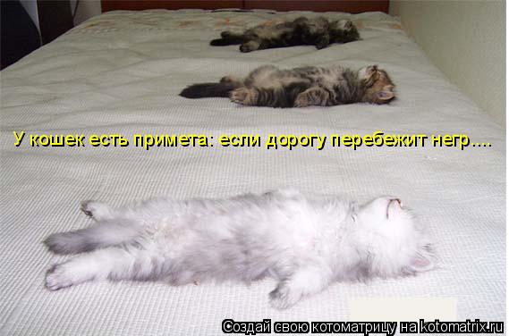 Котоматрица: У кошек есть примета: если дорогу перебежит негр....