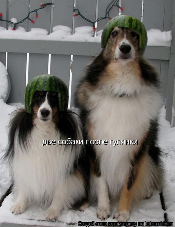 Котоматрица: две собаки после гулянки