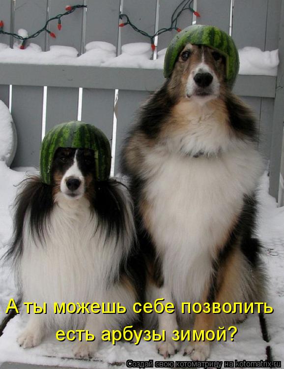 Котоматрица: А ты можешь себе позволить  есть арбузы зимой?