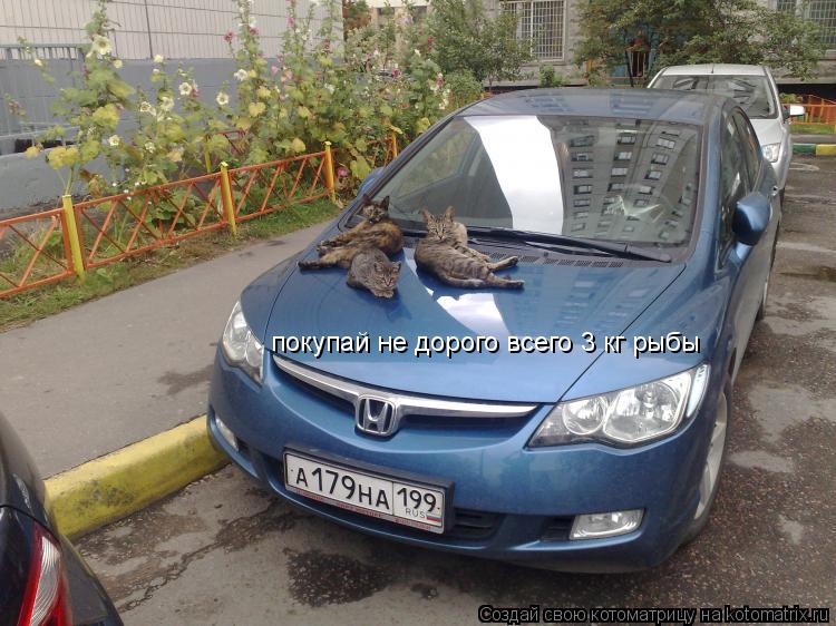 Котоматрица: покупай не дорого всего 3 кг рыбы