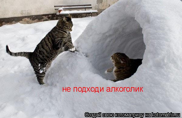 Котоматрица: не подходи алкоголик