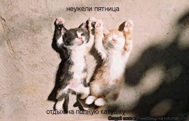 неужели пятница отдых на полную катушку... Котоматрица: неужели пятница отдых на полную катушку