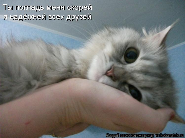 Котоматрица: Ты погладь меня скорей я надёжней всех друзей