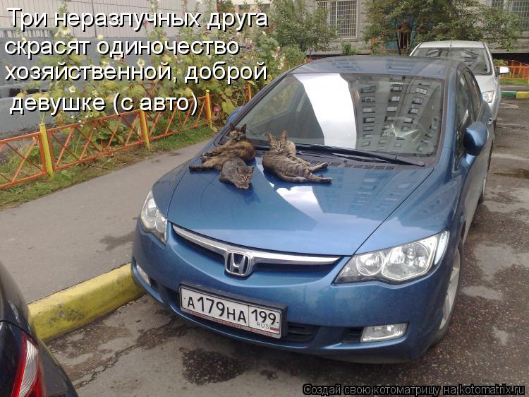 Котоматрица: Три неразлучных друга скрасят одиночество хозяйственной, доброй  девушке (с авто)