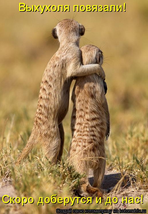 Котоматрица: Выхухоля повязали! Скоро доберутся и до нас!