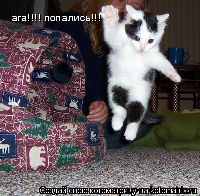 Котоматрица: ага!!!! попались!!!