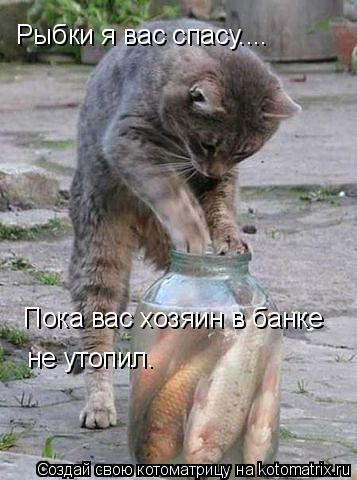 Котоматрица: Рыбки я вас спасу.... Пока вас хозяин в банке не утопил.