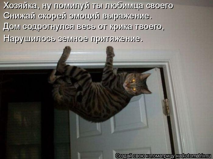 Хозяйка, ну помилуй ты любимца своего Снижай скорей эмоций выражение. Дом содрогнулся весь от крика т... Котоматрица: Хозяйка, ну помилуй ты любимца своего Снижай скорей эмоций выражение. Дом содрогнулся весь от крика твоего, Нарушилось земное притяжение.