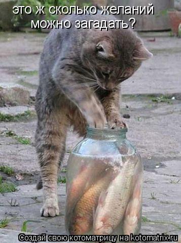 Котоматрица: это ж сколько желаний можно загадать?