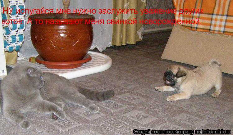 Котоматрица: НУ испугайся мне нужно заслужить уважение других  котов. А то называют меня свинкой новорождённой.