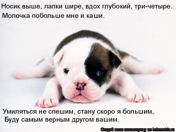Котоматрица: Носик выше, лапки шире, вдох глубокий, три-четыре. Молочка побольше мне и каши. Умиляться не спешим, стану скоро я большим,     Буду самым верны