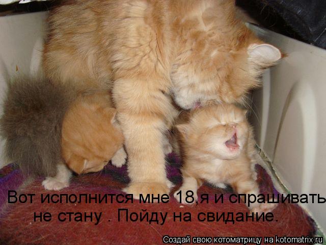 Котоматрица: Вот исполнится мне 18,я и спрашивать  не стану . Пойду на свидание.