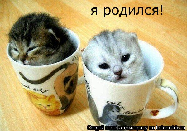 Котоматрица: я родился!