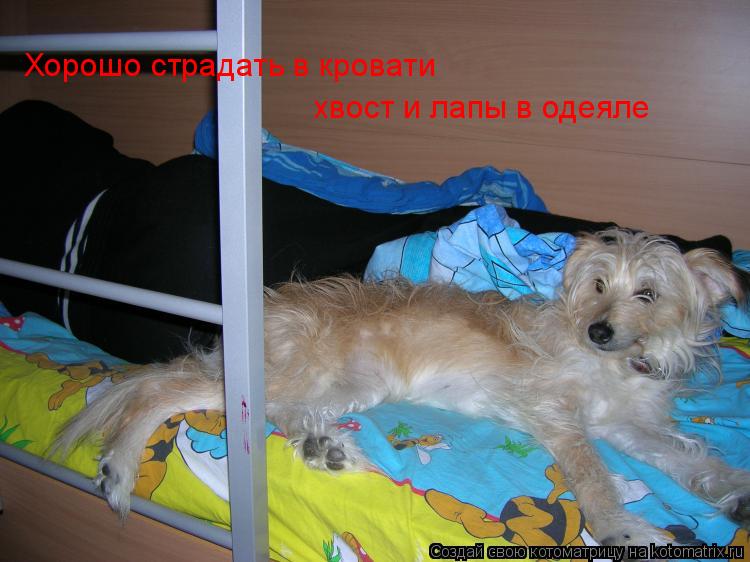 Котоматрица: Хорошо страдать в кровати  хвост и лапы в одеяле