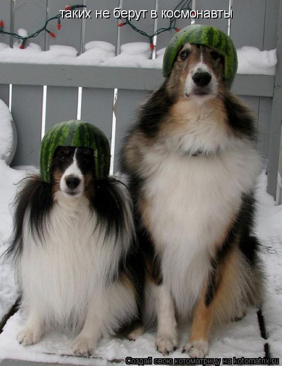 Котоматрица: таких не берут в космонавты