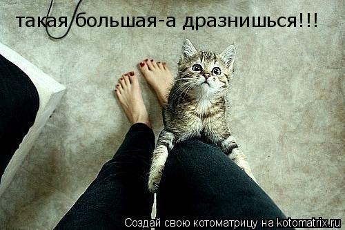 Котоматрица: такая большая-а дразнишься!!!