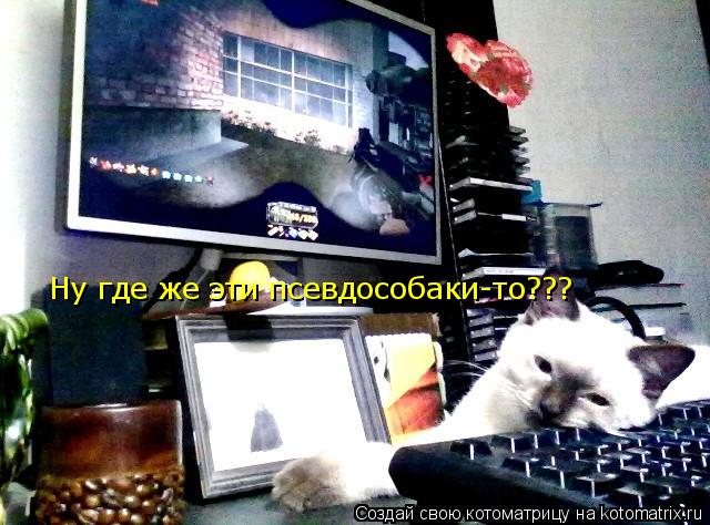 Котоматрица: Ну где же эти псевдособаки-то???